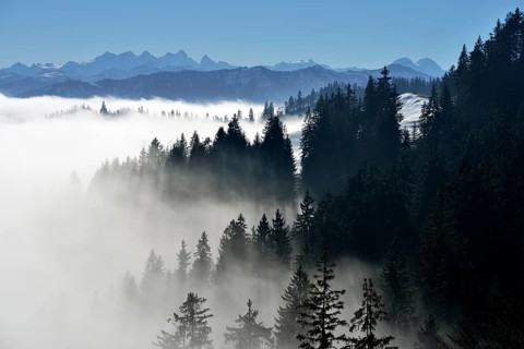Coniferous forest in fog