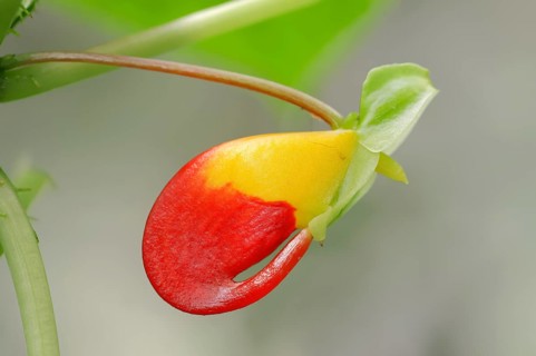 Parrot Impatiens (Impatiens niamniamensis)