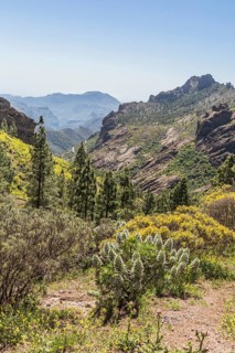 Canary Islands' Giant Burgloss (Echium decaisnei)