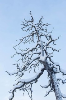 Snow-covered tree