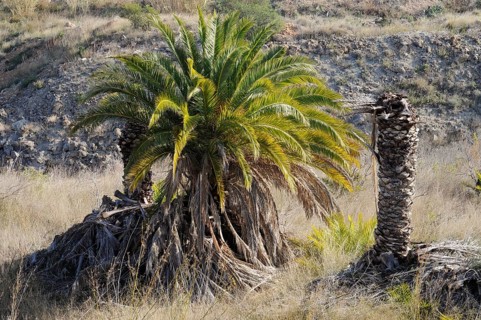 Infested and dead date palms