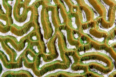 Brain Coral (Leptoria sp.)