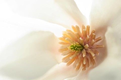 Flower of a Kobushi Magnolia (Magnolia kobus) with stigma and stamens