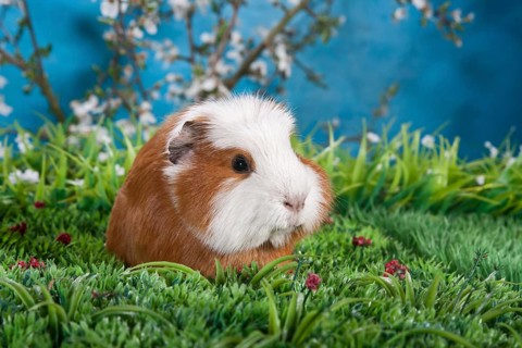 American Crested Guinea Pig