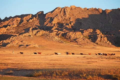 Herd of goats in front of the rocky Baga Gazaryn Chuluu range