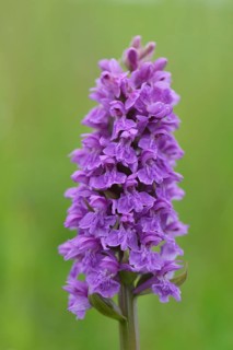 Western Marsh Orchid (Dactylorhiza majalis)