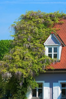 Chinese Wisteria (Wisteria sinensis) climbing plant on a house