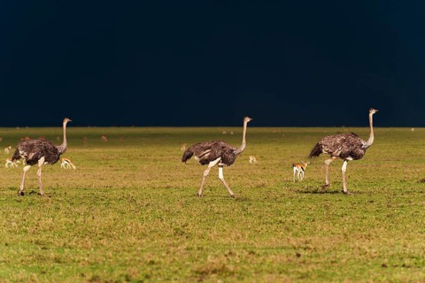 Ostriches (Struthio camelus) against a dark stormy sky