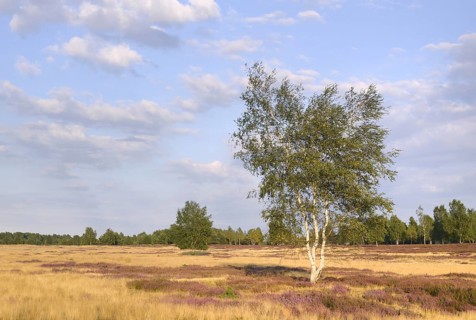 Open heath with birch (Betula sp.)