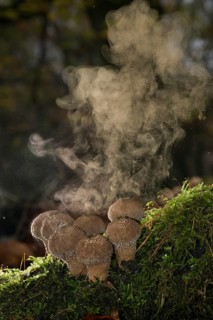Puffballs (Lycoperdon) with a spores explosion