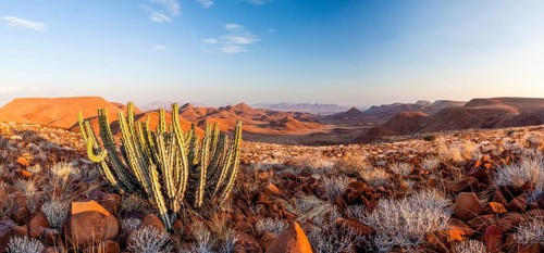 Namibian Poison Spurge or Gifboom (Euphorbia Virosa)