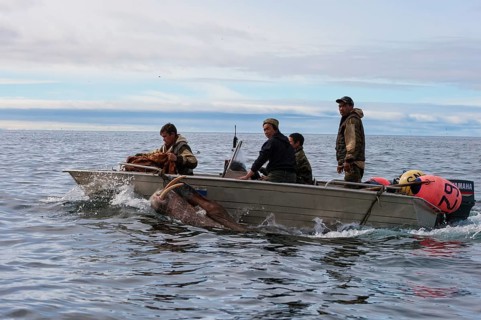 Walrus hunters