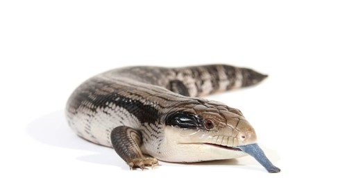 Eastern Blue-tongued Lizard (Tiliqua scincoides scincoides)