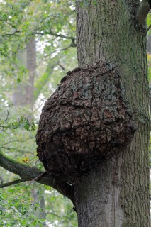 English Oak or Pedunculate Oak (Quercus robur