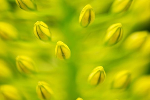 Denseflower Mullein (Verbascum densiflorum)