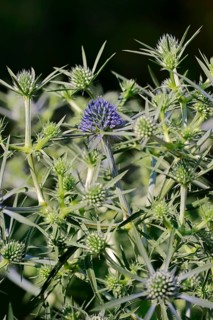 Amethyst Sea Holly (Eryngium amethystinum)