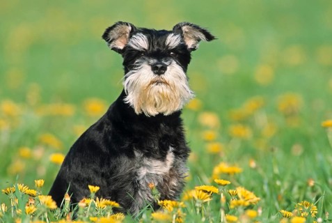 Miniature Schnauzer