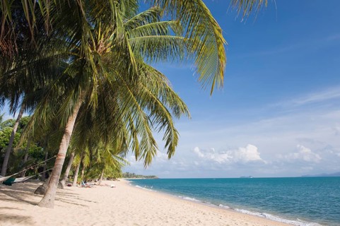 Beach with palm trees