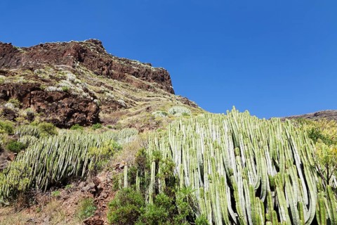 Canary Island Spurge (Euphorbia canariensis)