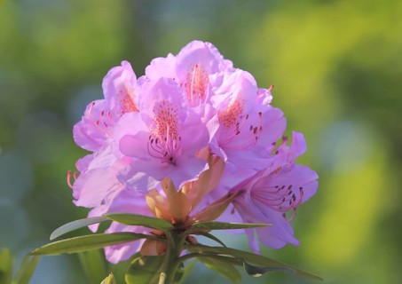 Catawba Rhododendron (Rhododendron catawbiense)