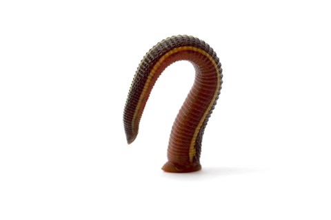 Medicinal Leech (Hirudo medicinalis)