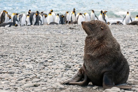 Antarctic Fur Seal (Arctocephalus gazella)
