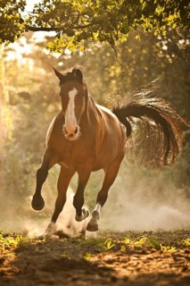 Westphalian mare