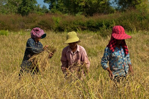 Farm workers harvesting rice