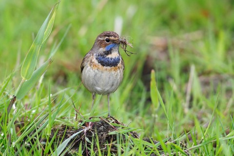 Bluethroat (Luscinia svecica cyanecula)