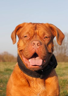 Dogue de Bordeaux or Bordeaux Mastiff