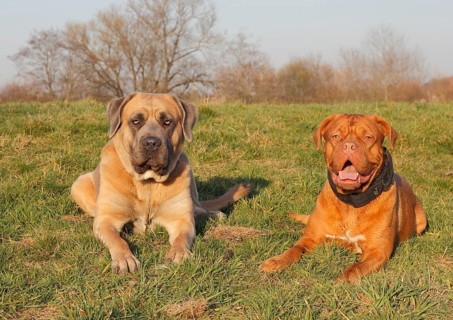 Dogue de Bordeaux or Bordeaux Mastiff and a Cane Corso Italiano lying on a meadow