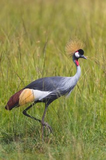 Grey crowned crane (Balearica regulorum) walking in tall grass