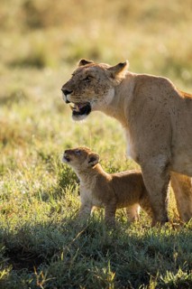 African Lion (Panthera leo) female with cub