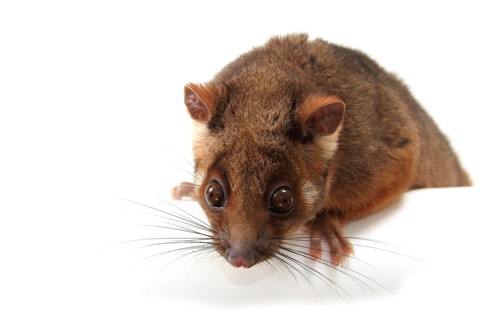 Common Ringtail Possum (Pseudocheirus peregrinus)