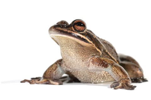 Green and Golden Bell Frog (Litoria aurea)