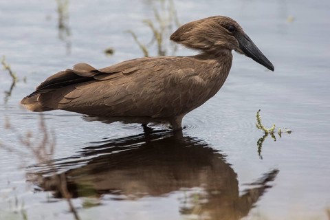 Hamerkop (Scopus umbretta)