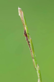 Dark Stretch-spider (Tetragnatha nigrita)