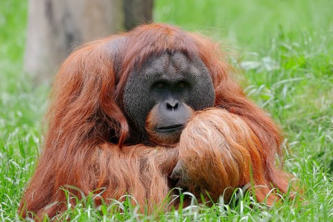 Sumatran Orangutan (Pongo pygmaeus abelii