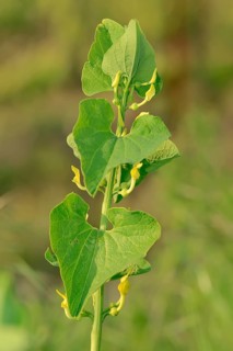 European Birthwort (Aristolochia clematitis)