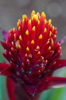 Guzmania (Guzmania conifera)