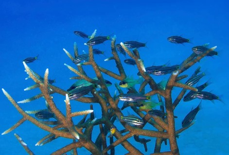 Five-lined cardinalfish (Cheilodipterus quinquelineatus) in an antler coral (Acropora)