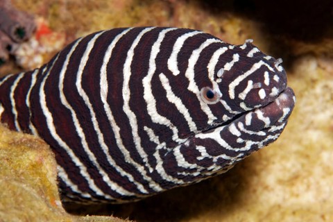 Zebra moray (Gymnomuraena zebra)