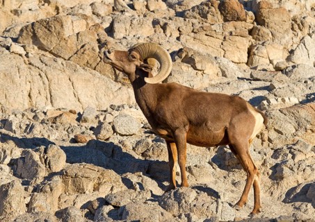 Bighorn Sheep (Ovis canadensis)