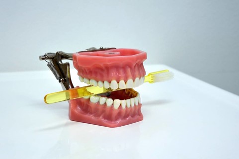 Dentition model with a toothbrush