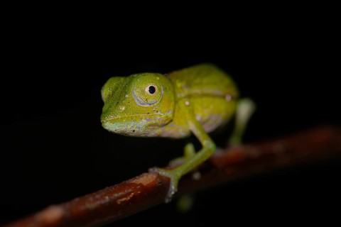 Chameleon (Calumma marojezense)