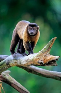 Brown Capuchin or Tufted Capuchin (Cebus apella)