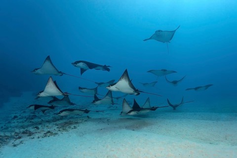 School of Spotted Eagle Rays (Aetobatus narinari) over a sandy sea floor
