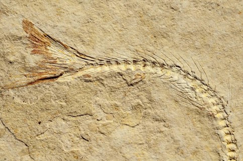 Fossil of a herring-related fish (Anaesthanion angustus)