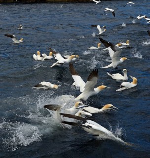 Gannets (Sula bassana) feeding on shoal of Mackerel in June