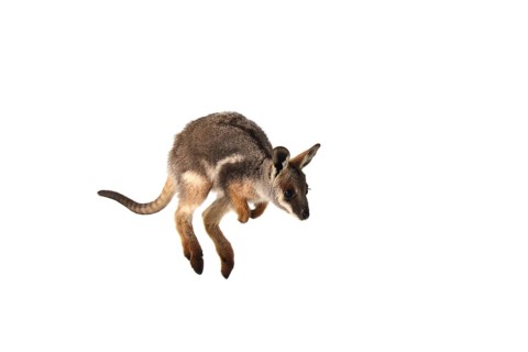 Yellow-Footed Rock-Wallaby (Petrogale xanthopus)